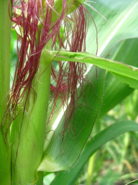 garden corn silks