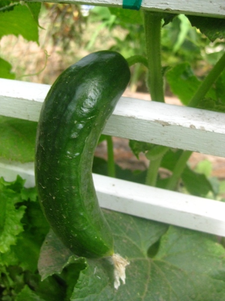 garden cucumber