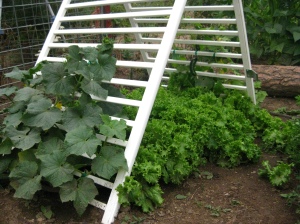 garden lettuce patch