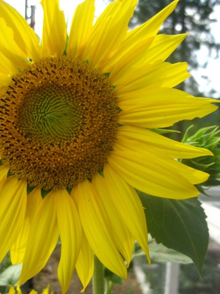 garden sunflower
